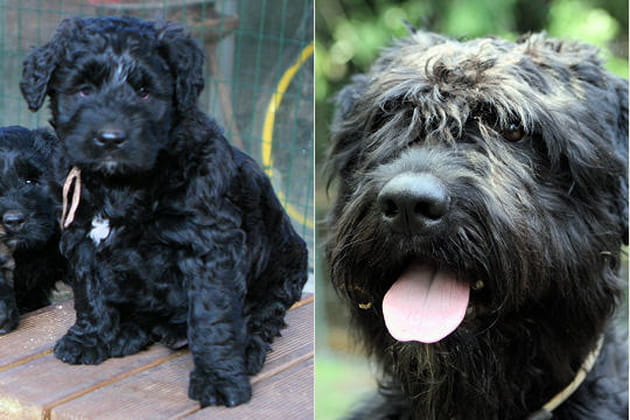 Le bouvier des Flandres