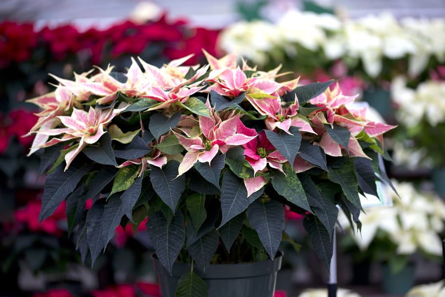 Poinsettia (Etoile de Noël)