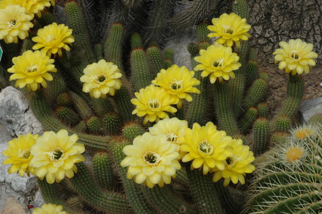 Echinopsis huascha