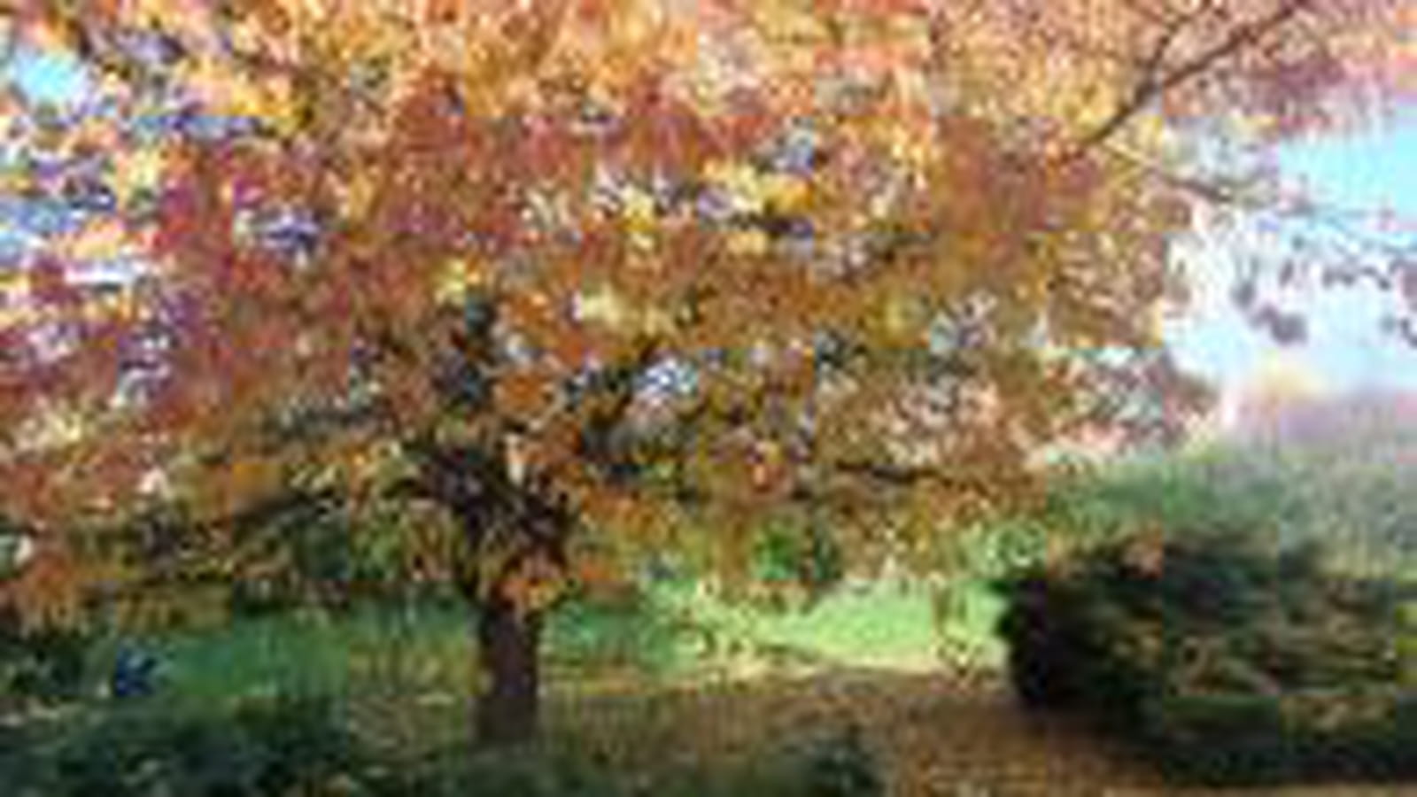 Cerisier orange