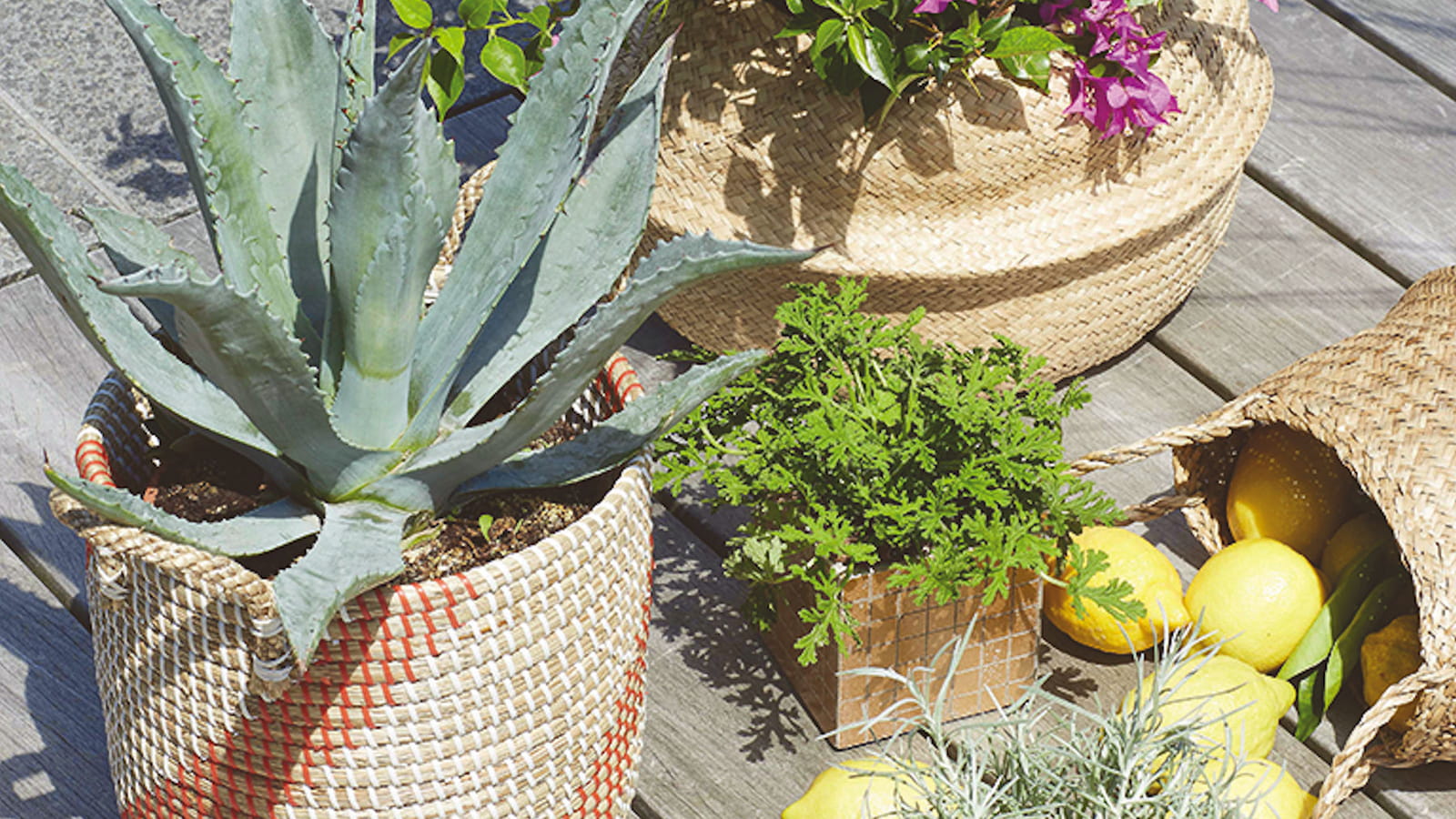 Mini jardin 6