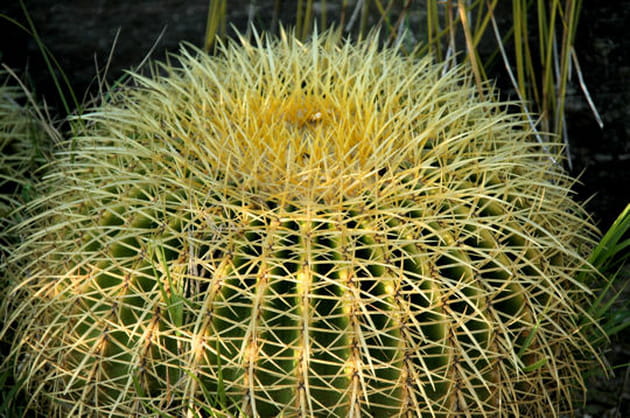 Oursin de cactus