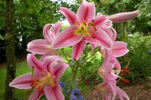 Un lys au parfum extraordinaire