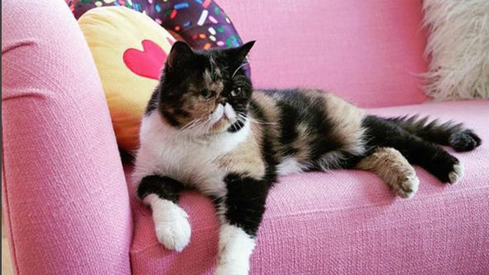 Pudge la chatte à moustache