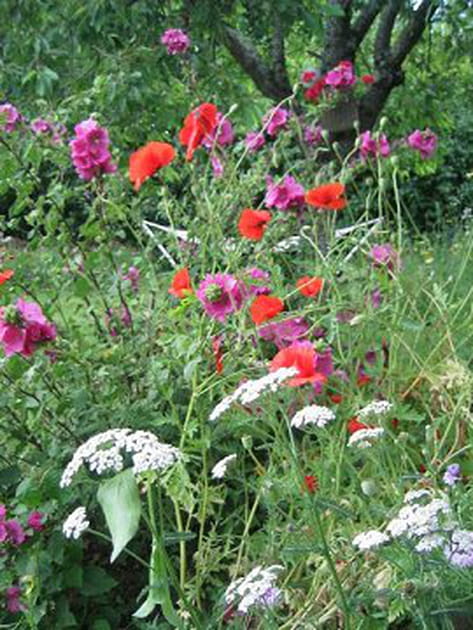 Jach&egrave;re et fleurs sauvages
