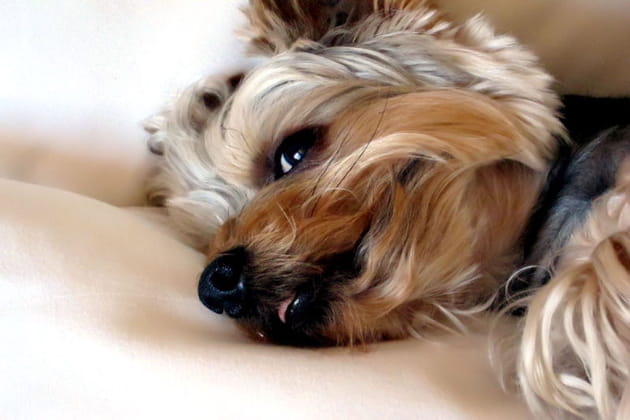 Enzo, petite boule de poils