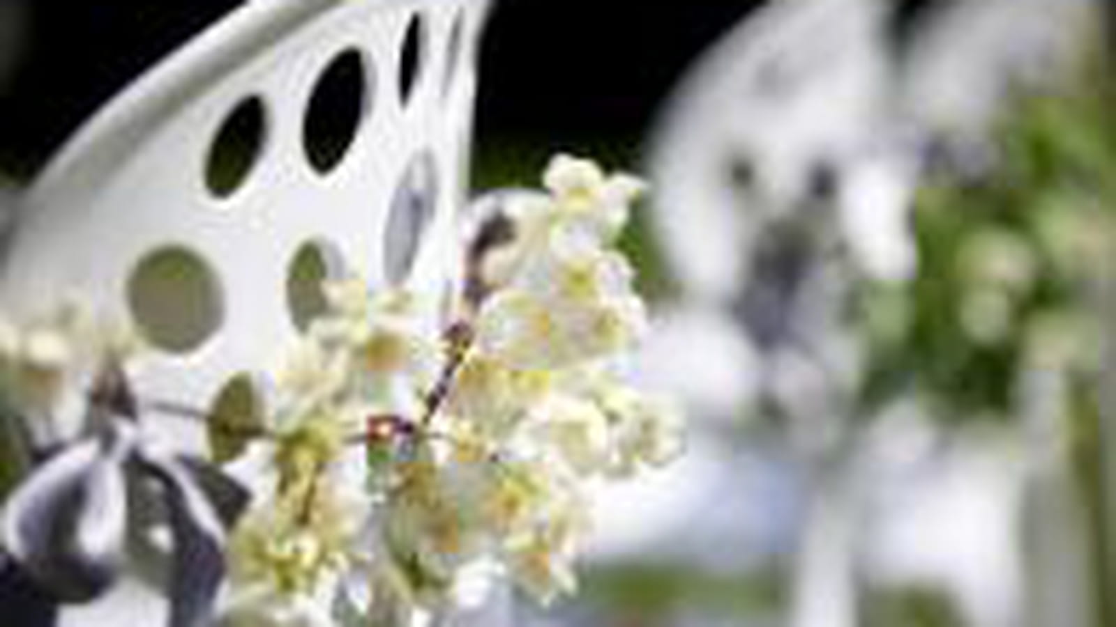Des chaises bucoliques