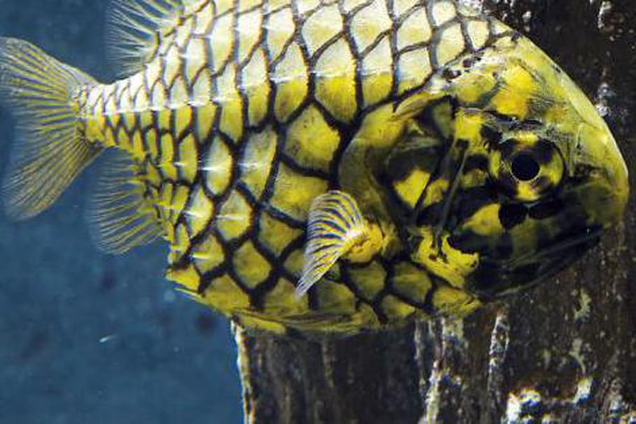 Grand Aquarium de Saint-Malo : toutes les infos pratiques
