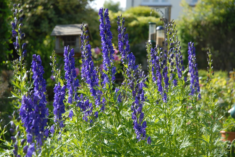 Plantes toxiques au jardin : quelles sont celles qu'il faut éviter ?