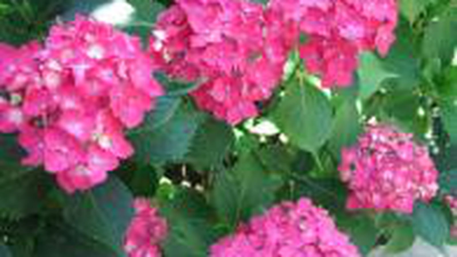 Hortensias