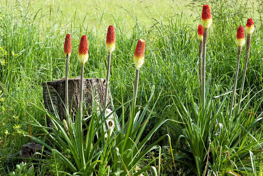 Kniphofia