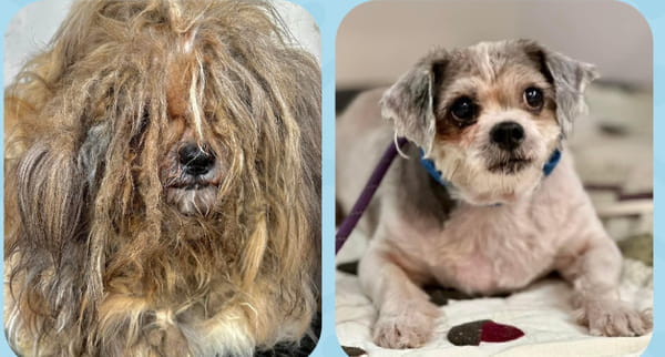 transformation-chien-avant-apres