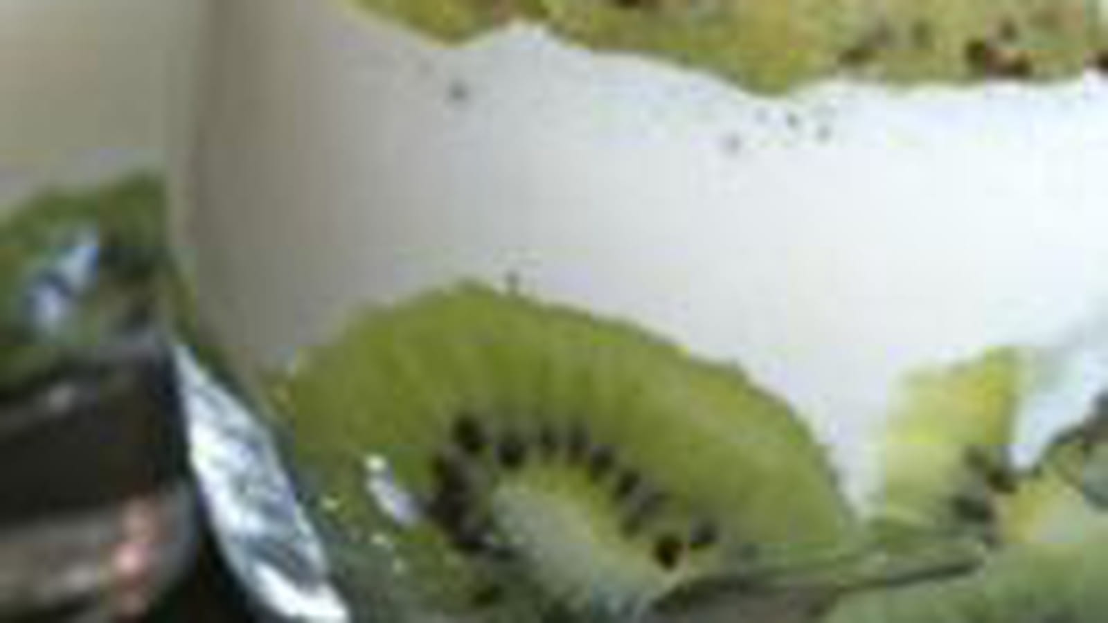 Verrines kiwi crumble