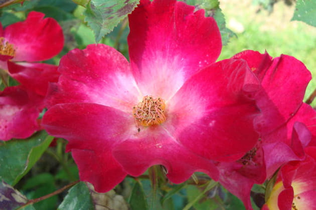 Un cocktail de roses