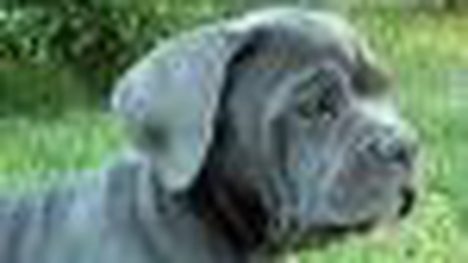 Le Cane Corso