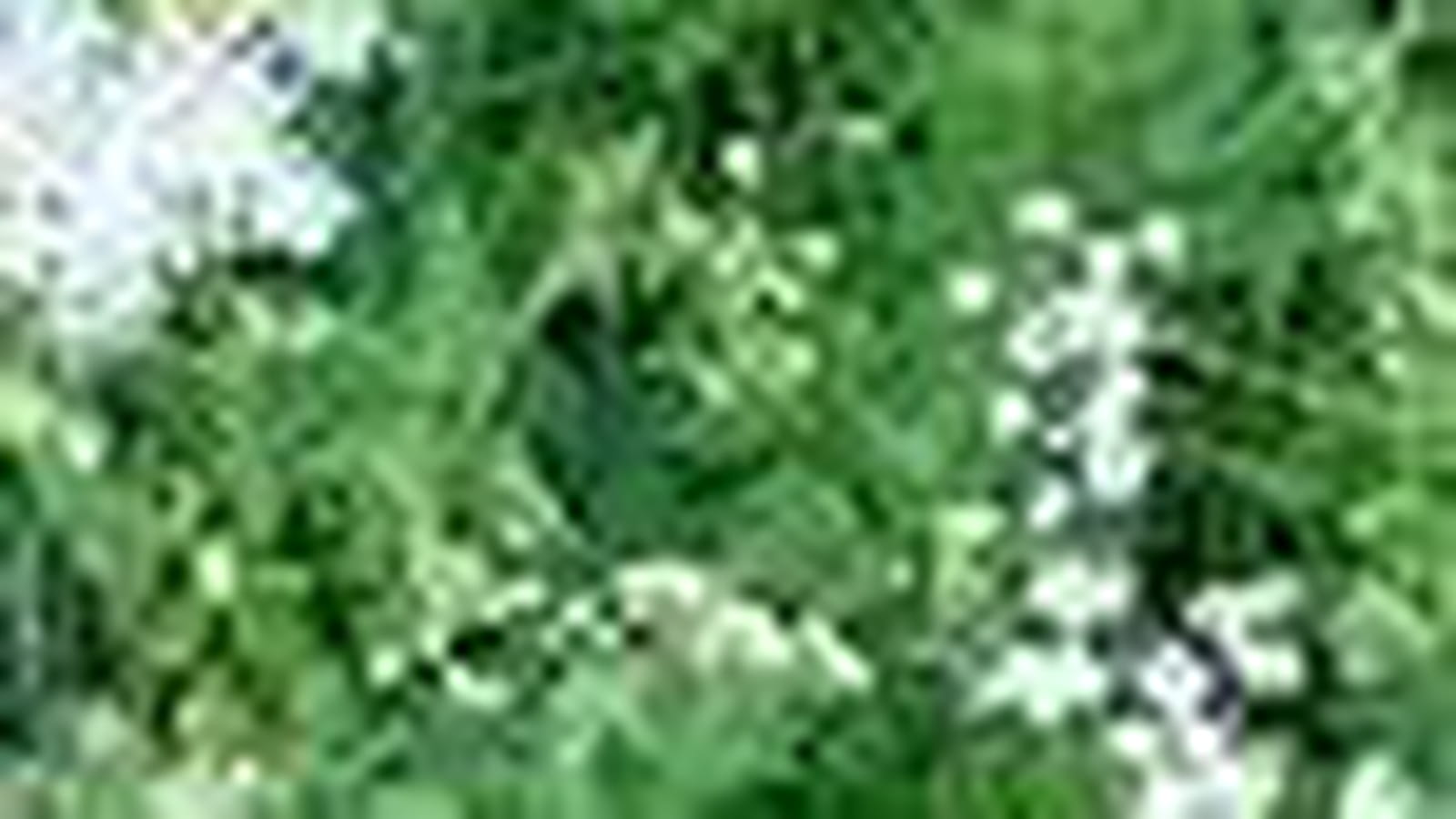 Chérophylle penché