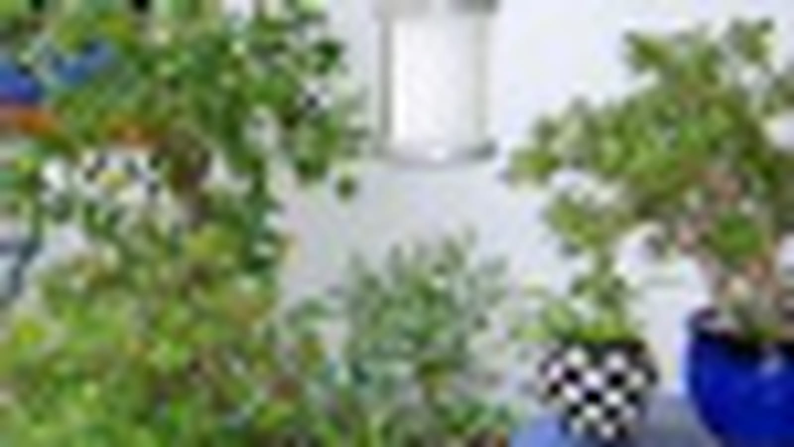 La maison bleue