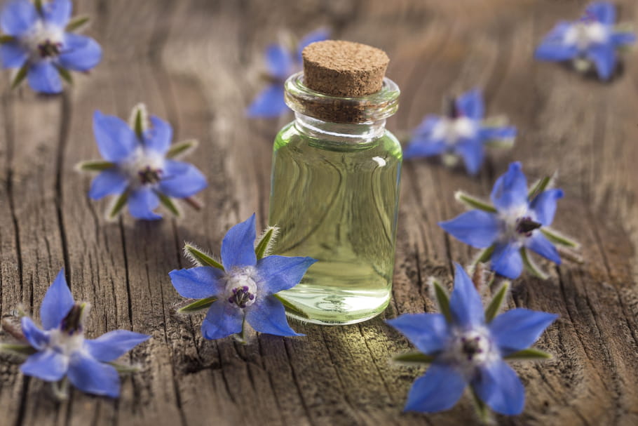 Huile de bourrache : bienfaits, eczéma, acné, en cure