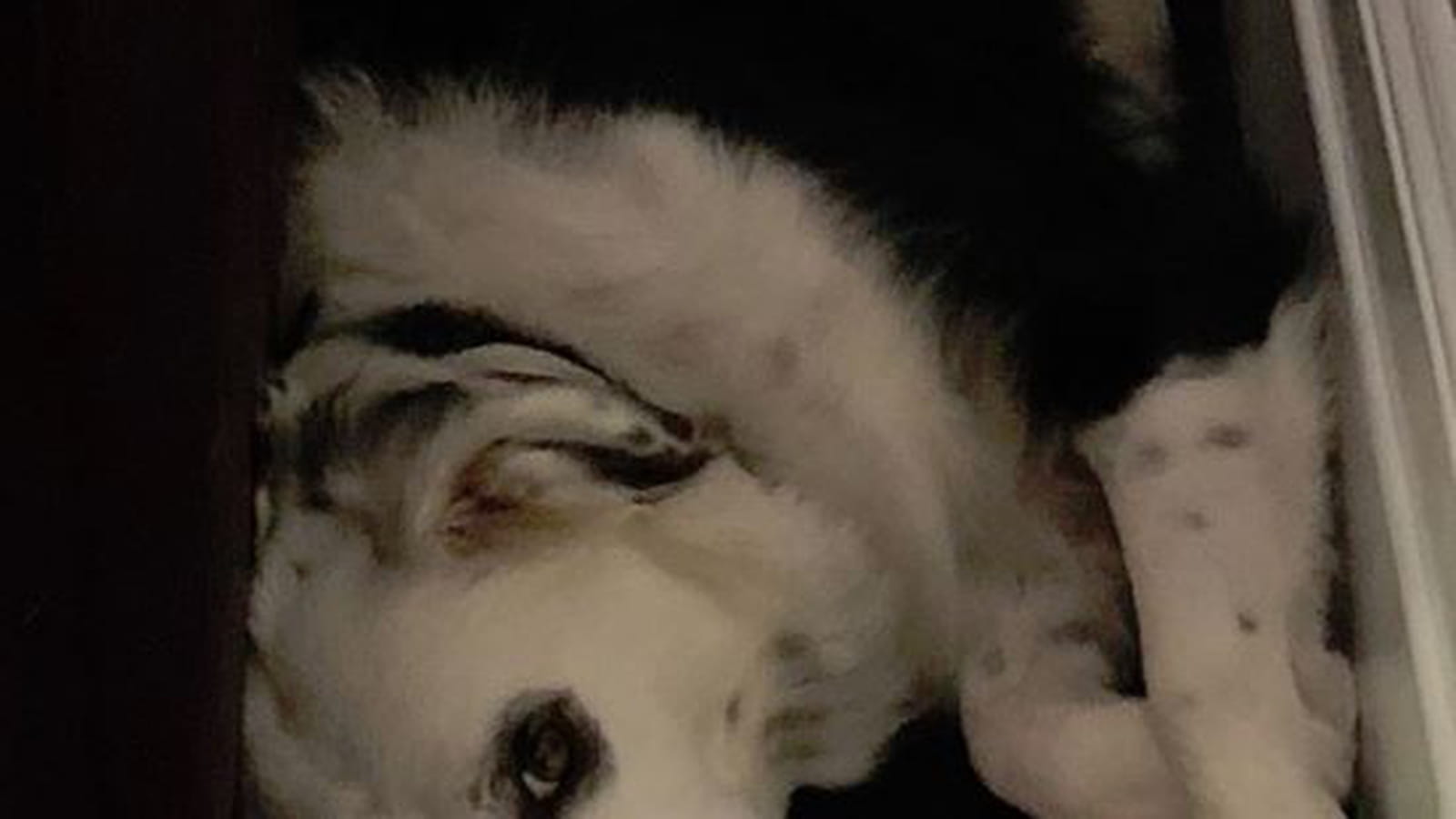Cheyenne 