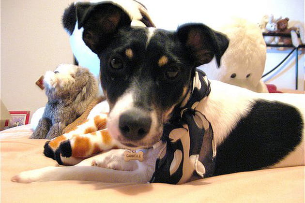 Cannelle, la tornade