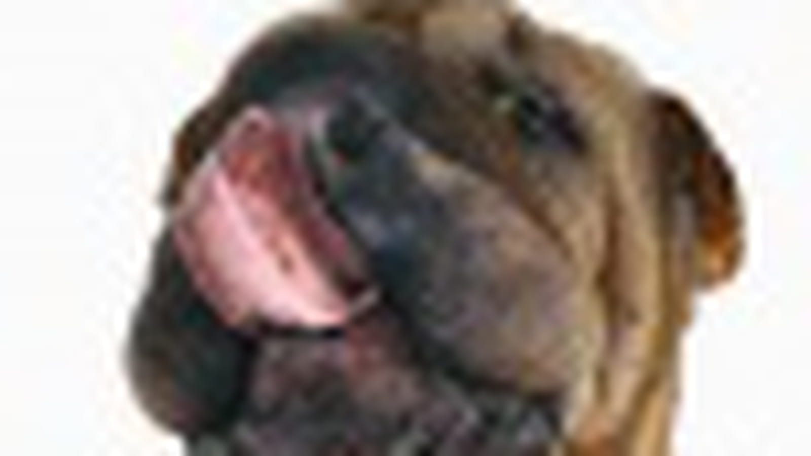 Shar peï