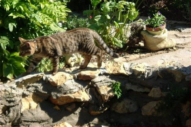 Un habitant des lieux en balade