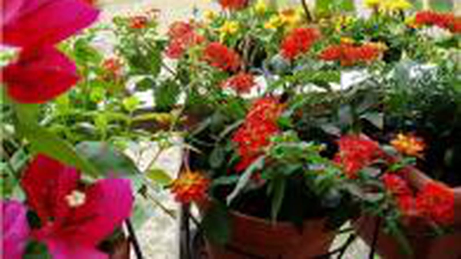 Fleurs