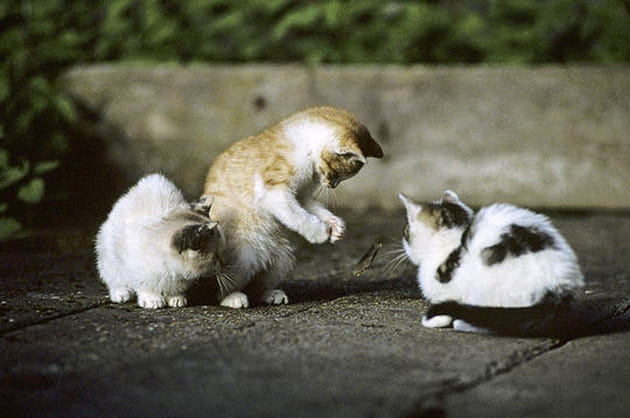 Les chats de nos campagnes... Le jeu