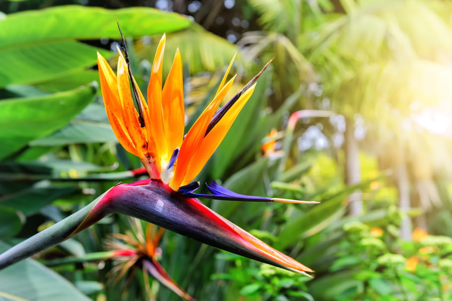 Plante Tropicale Conseils Et Liste Des V g taux Qui Appr cient 