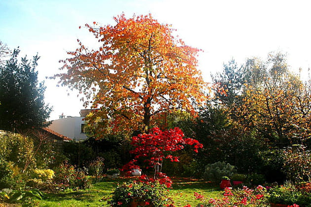 Du feu dans les arbres