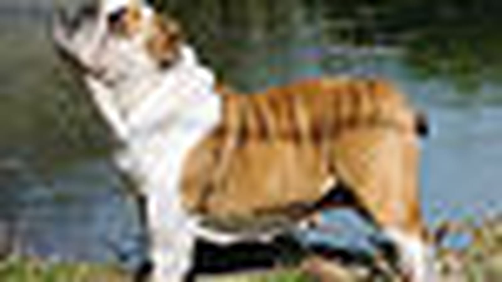 Bulldog anglais