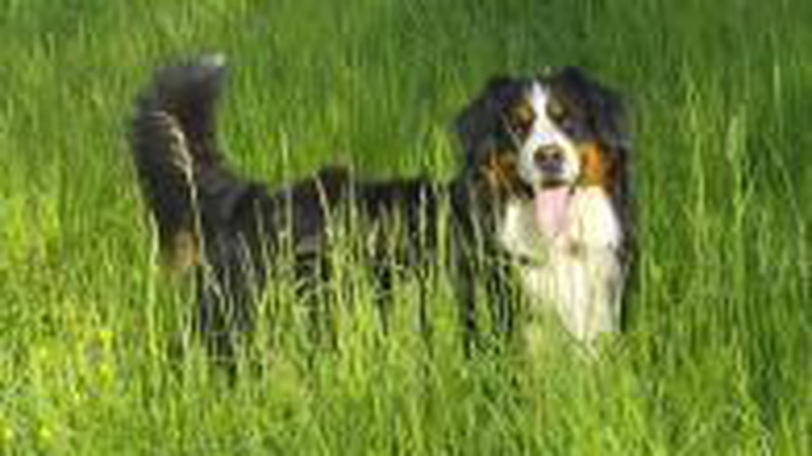 Vasko
