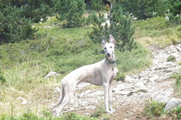 Athos, un petit mousquetaire