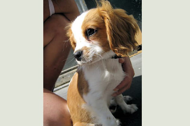 La sensibilité du cavalier King-Charles