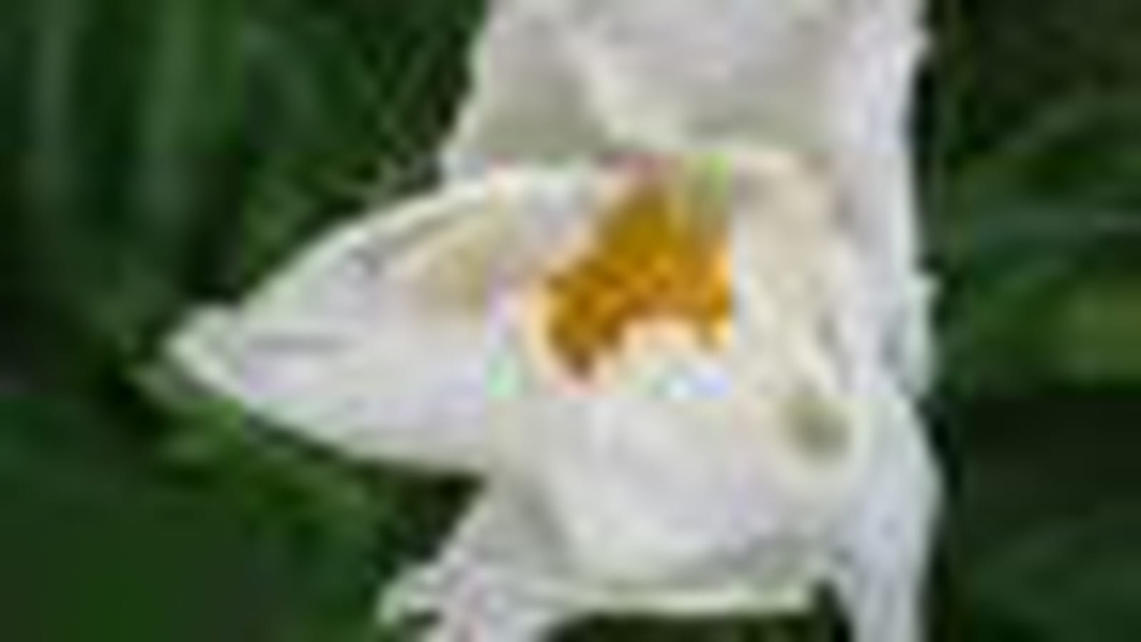 Pivoine 'Krimkled Withe'