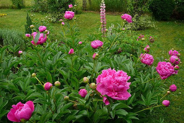 Un jardin o&ugrave; on voit la vie en rose