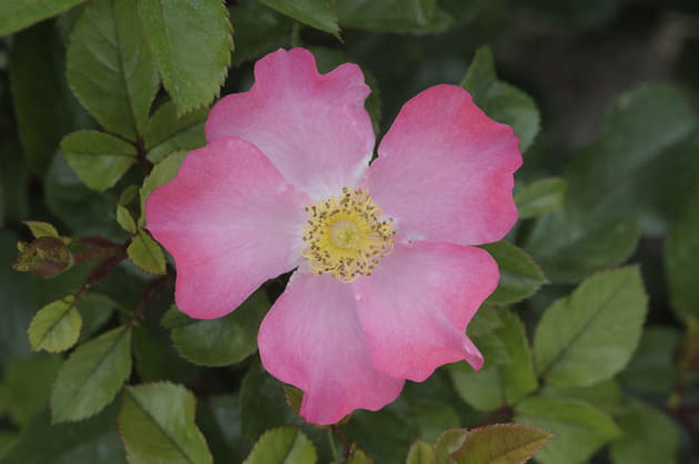 Certificat de mérite pour les buissons à fleurs groupées