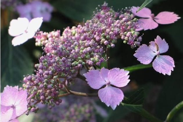 Un hortensia de toute beauté