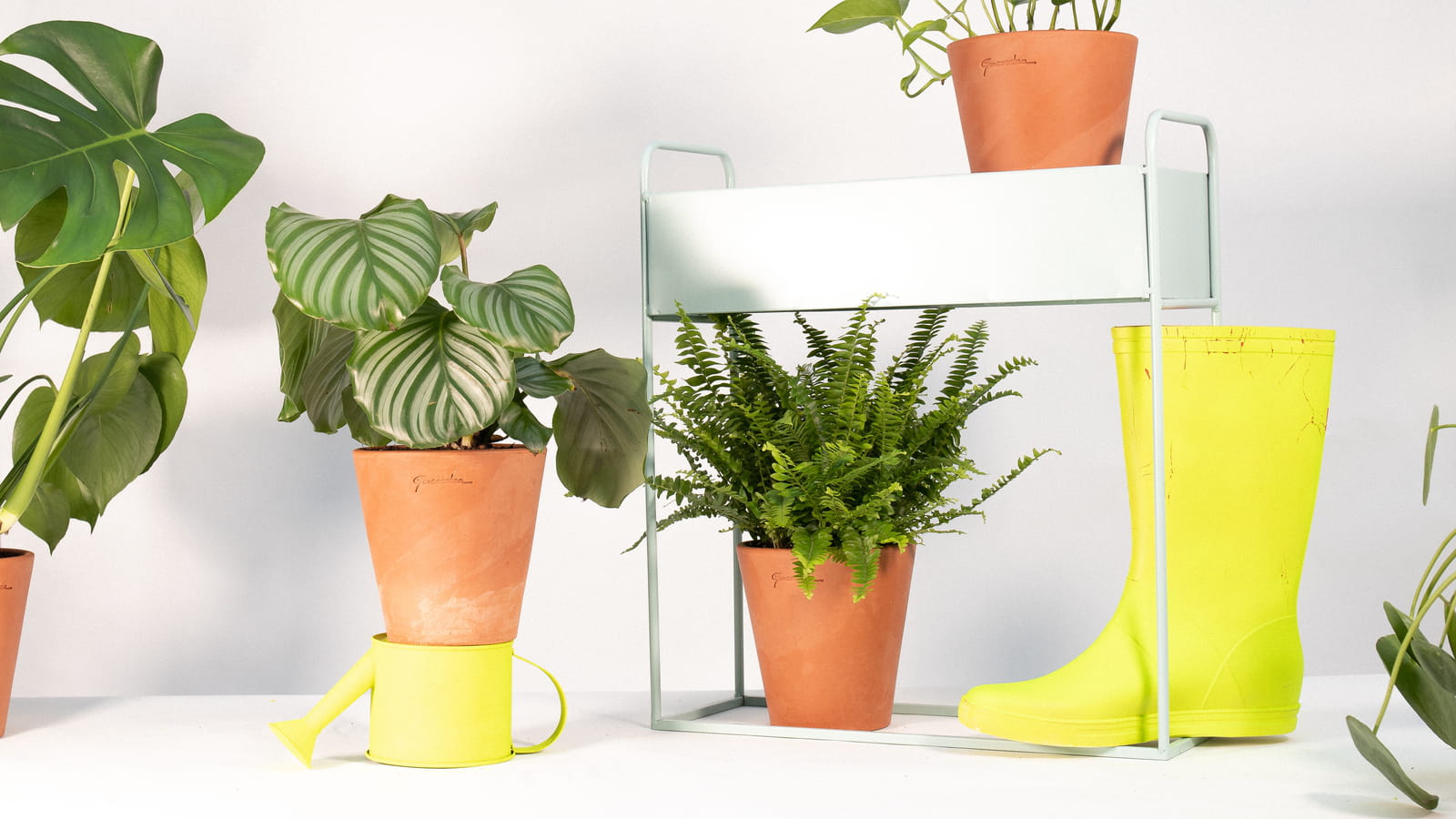 Kit de plantes Merci Raymond