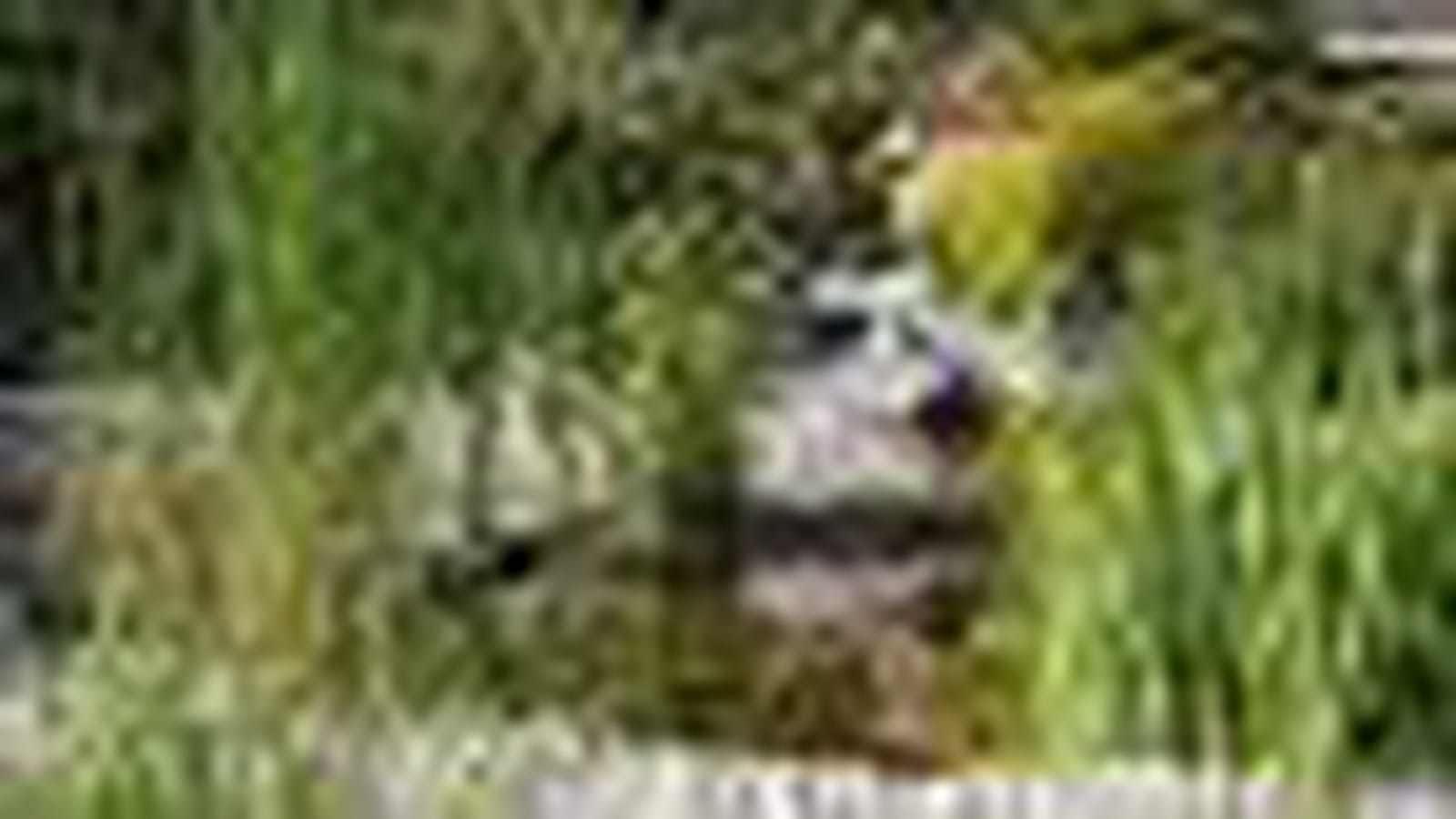Jardin reposant