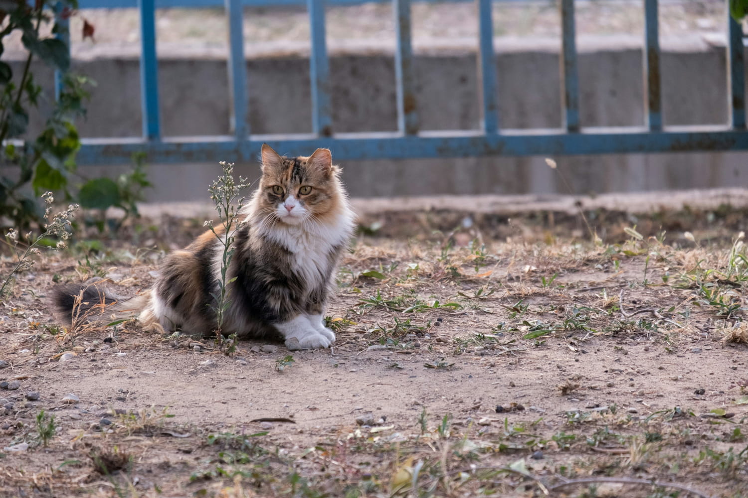 veterinarian warns all feline owners