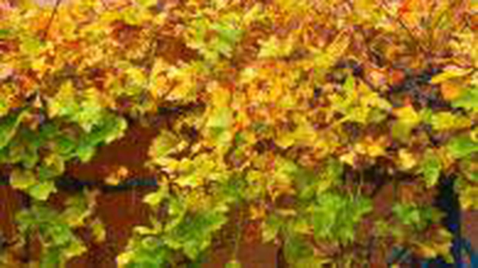 Vignes