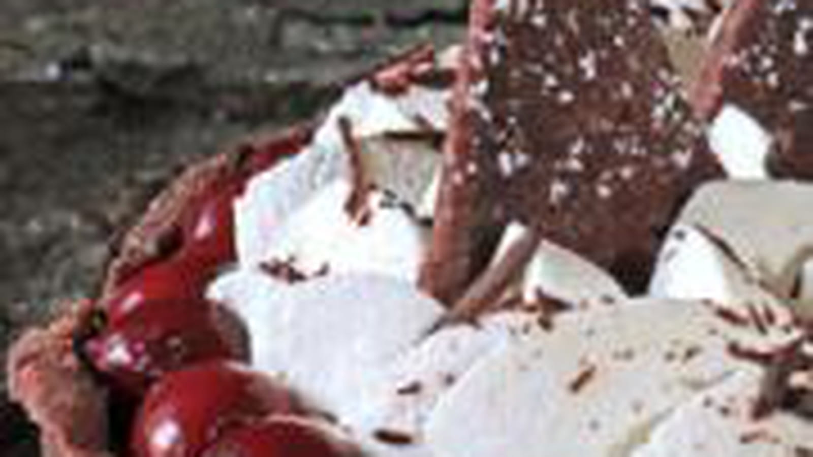Tarte façon Forêt Noire