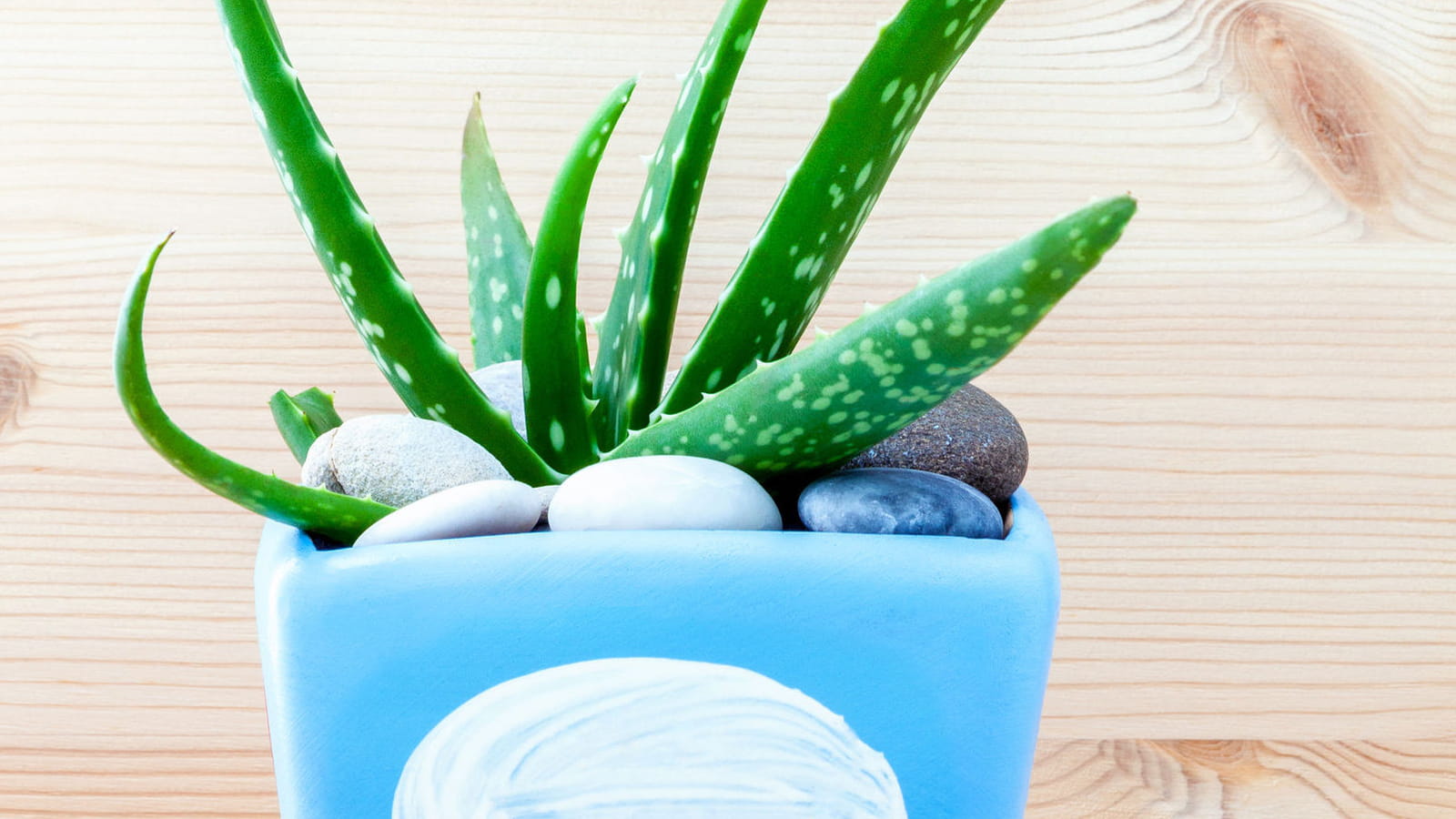 Aloe vera