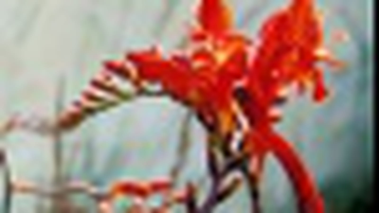 Crocosmia Lucifer