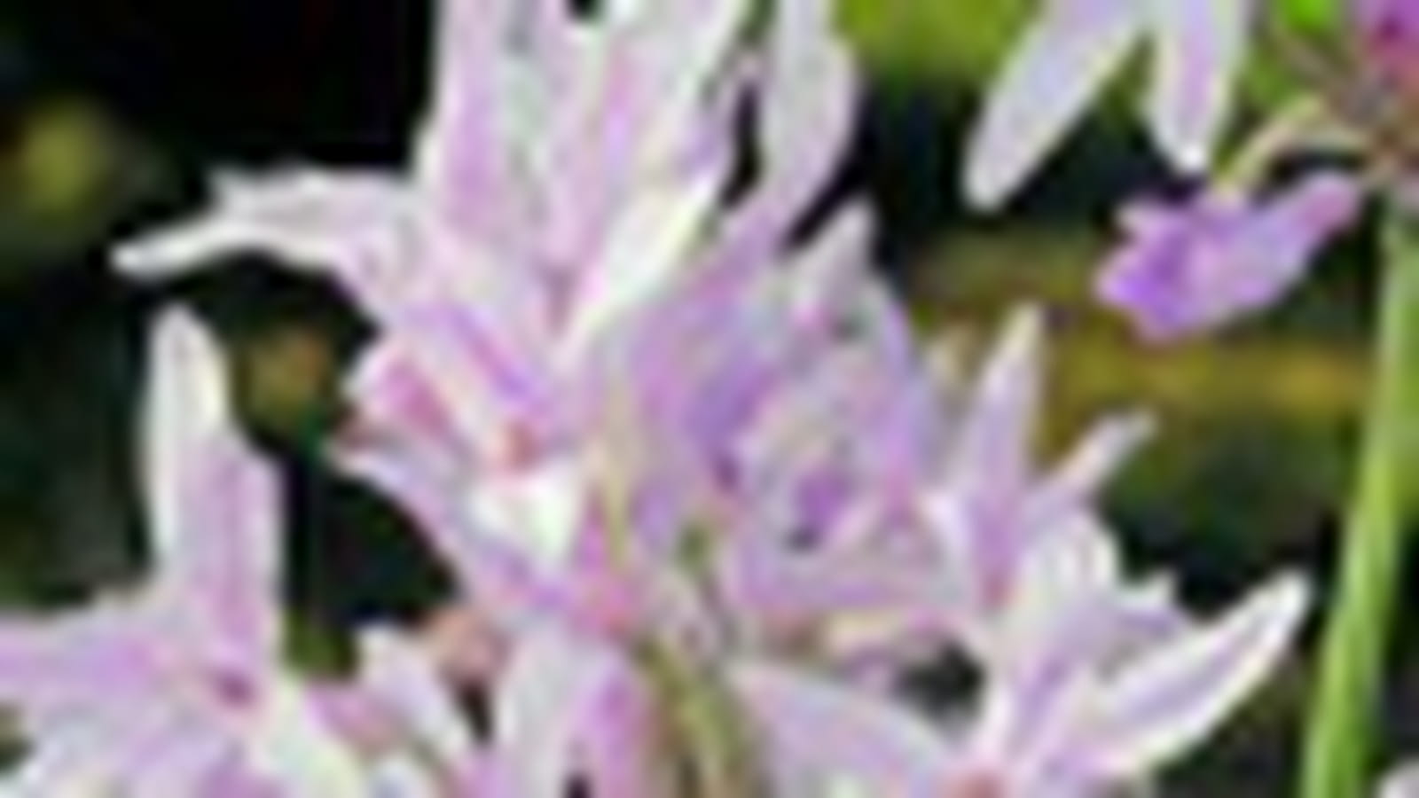 Tulbaghia violacea