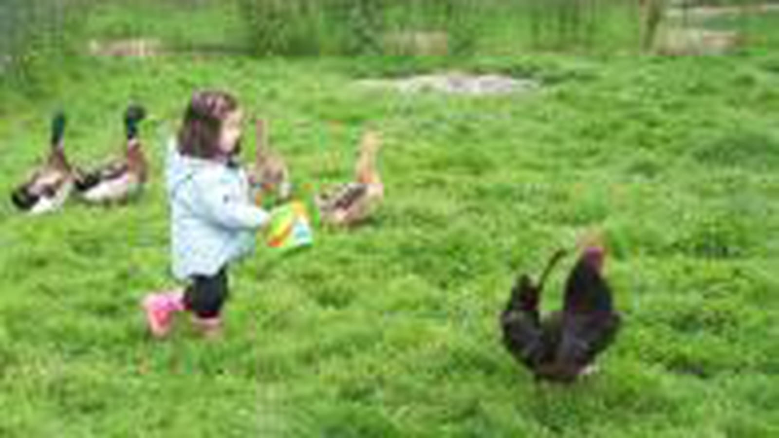 Valentina à la chasse aux coqs