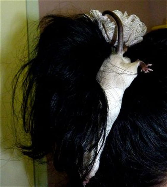 Que cherche Franklin ?