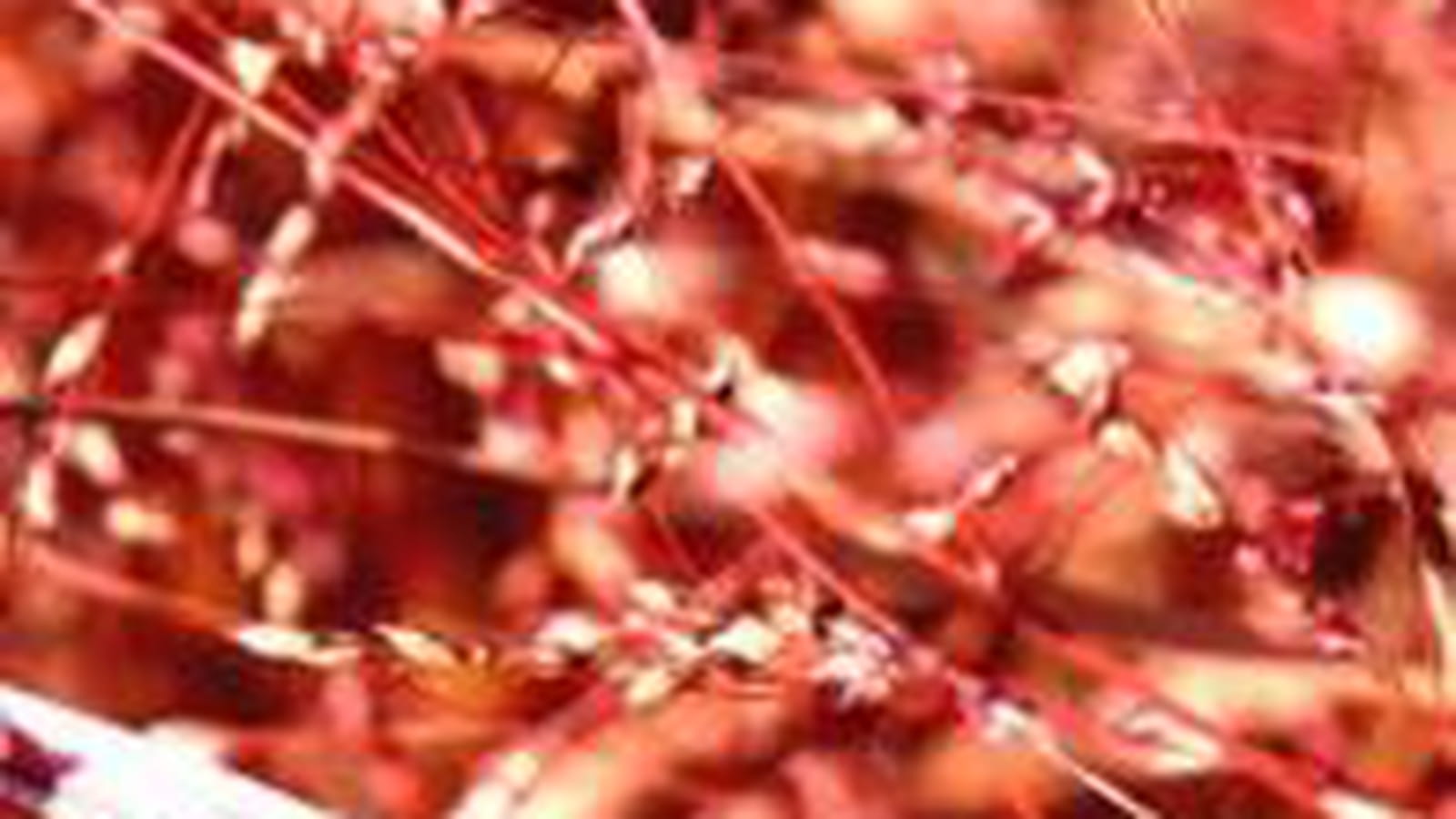 Panicum virgatum 'Squaw'