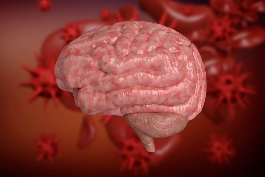 Méninges : définition, anatomie, schéma, rôle, cancer